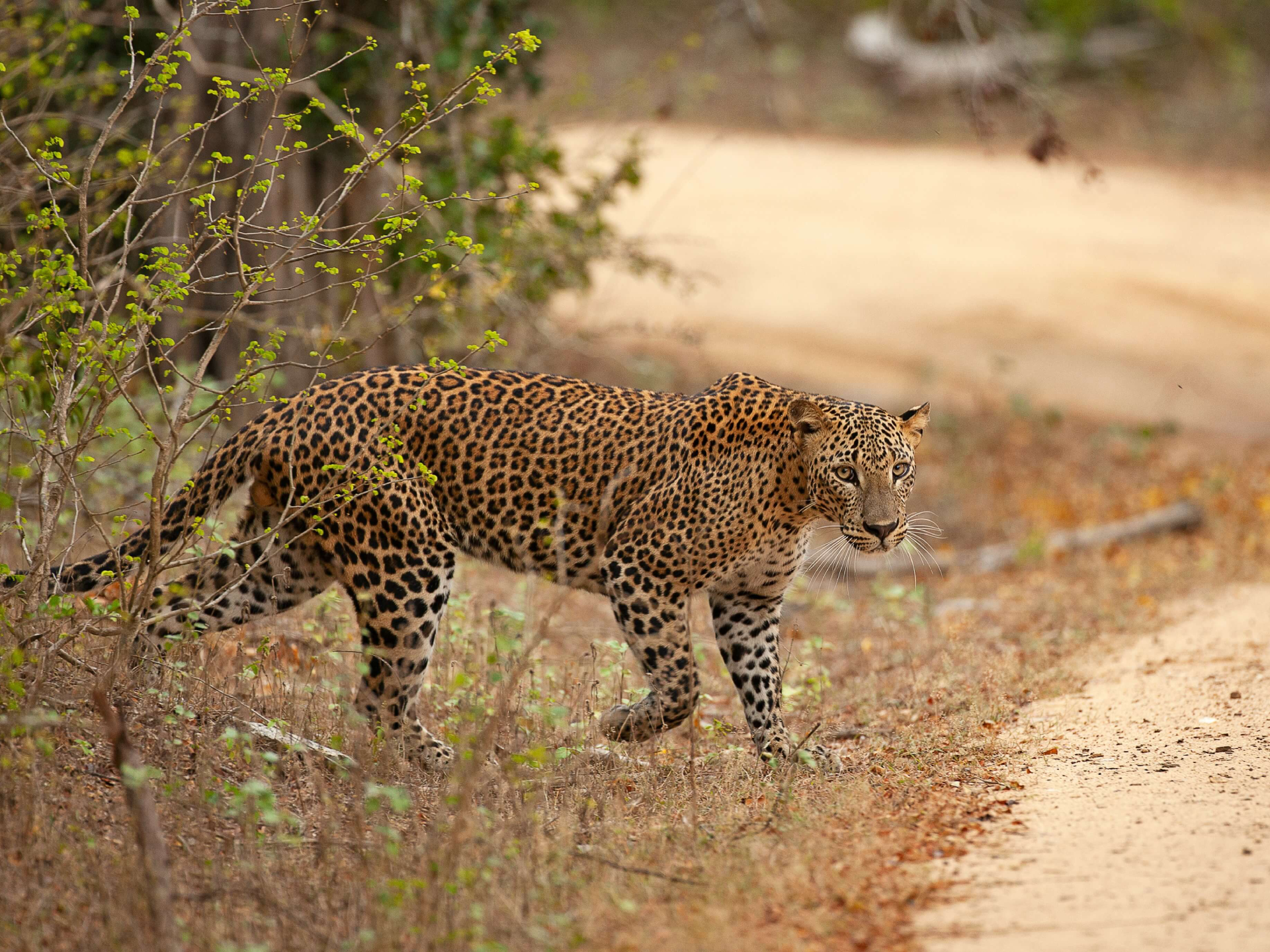 Sri Lanka Tour Specialist